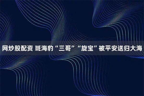 网炒股配资 斑海豹“三哥”“旋宝”被平安送归大海